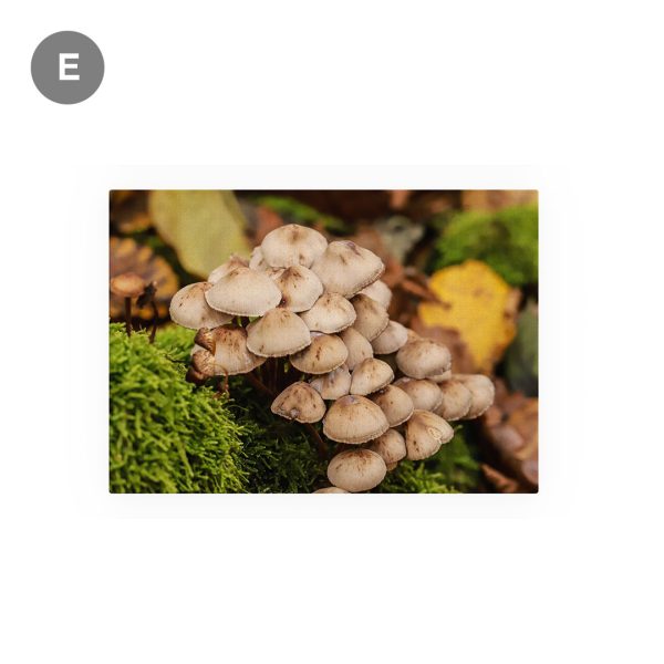 Tablou Canvas - set de toamnă