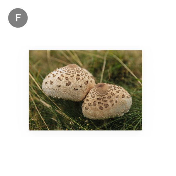 Tablou Canvas - set de toamnă